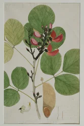 Butea monosperma (Lam.), aussi appelé Flamme de la forêt, 1787